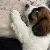 توله پامر توله شیتزو توله مالتیز توله پیکینیز