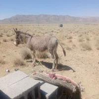 خر گلی