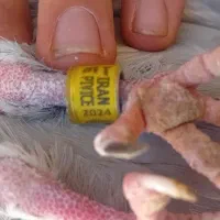 کبوتر پلاکی|پرنده|قم, پامنار|دیوار