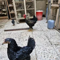 مرغ و خروس گلین اصلی|حیوانات مزرعه|تهران, جوادیه|دیوار