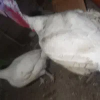 اجفت بوقلمون نروماده،گوشتی|حیوانات مزرعه|سنگر, |دیوار