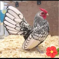 جوجه سبرایت جوجه گلین