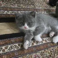 بچه گربه|گربه|تبریز, |دیوار