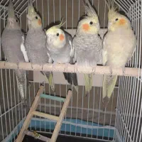 عروس هلندی