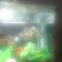 دوتاماهیی اسکار