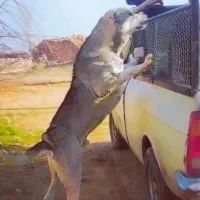 واگذاری..سگ