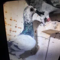 نر ماده|پرنده|گوهرکوه, |دیوار