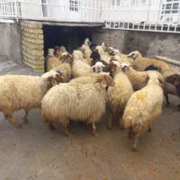 گوسفند میش وبره.|حیوانات مزرعه|زاغه, |دیوار