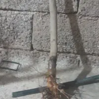 نهال  زیتون|گل و گیاه طبیعی|لوشان, |دیوار