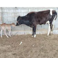 گاو خارجی با گوساله ماده جرسی