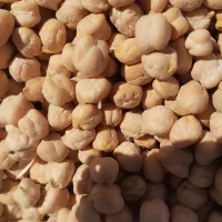 نخود بذر|عمده‌فروشی|سنندج, |دیوار