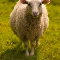 گوسفند و ماشین