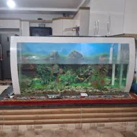 آکواریوم شیشه خم|ماهی|میاندوآب, |دیوار