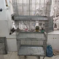 قفس پرنده