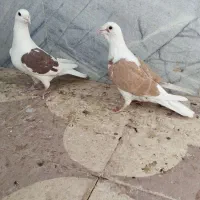 نرو ماده پشتی