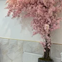 درختچه ی شکوفه تنه چوب طبیعی