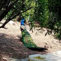 فروش طاووس های هندی|پرنده|قائم‌شهر, |دیوار