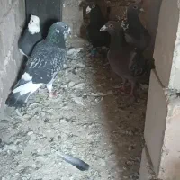 کفتر پرشی
