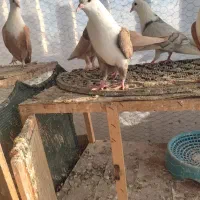 جوجه کلاغ مخمل