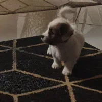 توله سگ|سگ|تهران, فلسطین (میدان انقلاب)|دیوار