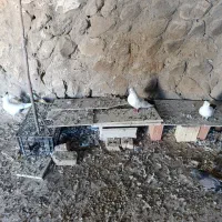 کبوتر دم رنگی همه رقم|پرنده|مرند, |دیوار