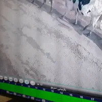 گاو ۴۰میلیون پاداش