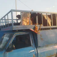 گاو گوساله جوانه تلیسه