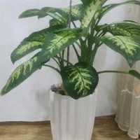 گل های اپارتمانی