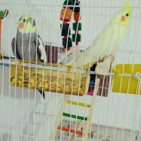 پرنده عروس هلندی