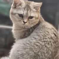 واگزاری گربه بریتیش