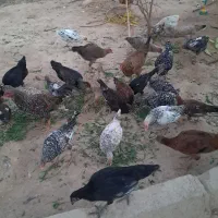 مرغ وخروس|حیوانات مزرعه|گتوند, |دیوار
