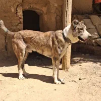 توله،سرابی ۱۱ماه