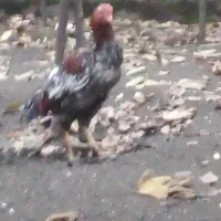 خروس لاری|حیوانات مزرعه|لوندویل, |دیوار