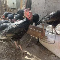 بوقلمون برنز۶ماهه|حیوانات مزرعه|قم, پردیسان|دیوار