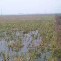 14000متر زمین کشاورزی متری 250|فروش زمین و ملک کلنگی|رضوانشهر, |دیوار