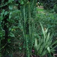 گل افوربیای سبز|گل و گیاه طبیعی|تالش, طولارود|دیوار