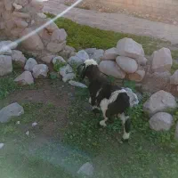 بره نر|حیوانات مزرعه|مسجد سلیمان, |دیوار