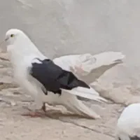 کبوتر باخت رفته|پرنده|بیجار, |دیوار