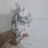 ماده سرور دم سفید چاپی|پرنده|شیراز, دارالرحمه|دیوار