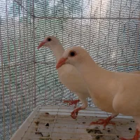 جفت جوجه سفید سیستان
