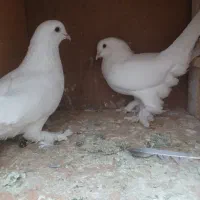 کبوتر‌