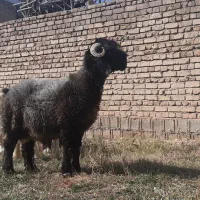 نرمیش سیاه بختیاری