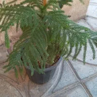 کاج مطبق و