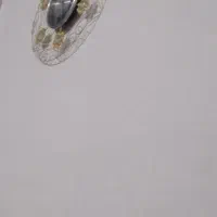 فروش