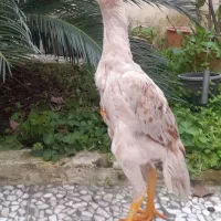 اوشامو۴ ماهه،جوجه لاری ۳۵ روزه،جوجه فونیکس ۲۰ روزه