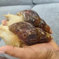 حیوان خزنده حلزون