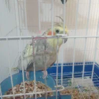 تعدادی عروس هلندی سخنگو مرغ عشق سخنگو.خطوطی خورشید|پرنده|تاکستان, |دیوار