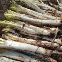 کنگر تازه خوشمزه بدون چوب