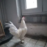 خروس سفید محلی وزیبا