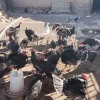 بوقلمون برنز|پرنده|مشهد, شهرک شهید باهنر|دیوار